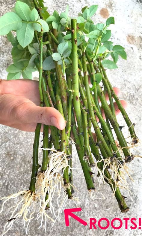 Grow Roses From Cuttings 2 Best Ways To Propagate A Piece Of Rainbow