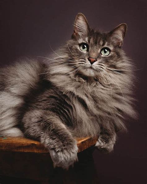 Majestic Cats 20 Incredible Photos That Show Their Whole Beauty