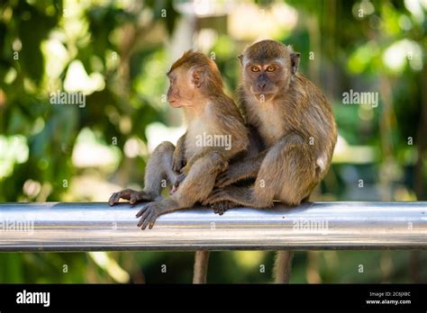 Two Little Monkeys Hug While Sitting On A Fence Stock Photo Alamy