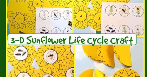 3 D Sunflower Craft Life Cyle Of A Sunflower Craftivity For Plant