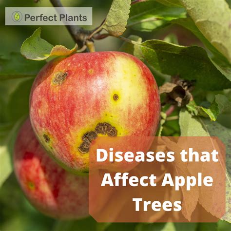 Apple Tree Diseases And How To Cure Them Perfect Plants Apple Tree