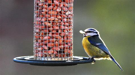 Rspb Big Garden Birdwatch How To Attract Birds To Your Garden Video