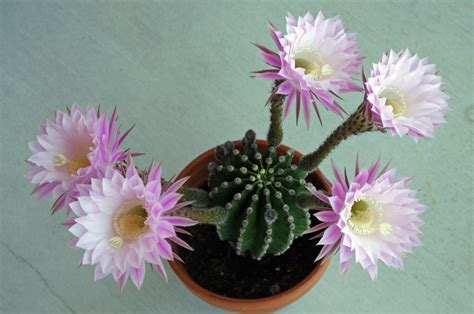 How do i care for my easter cactus? Easter Lily Cactus - PentaxForums.com