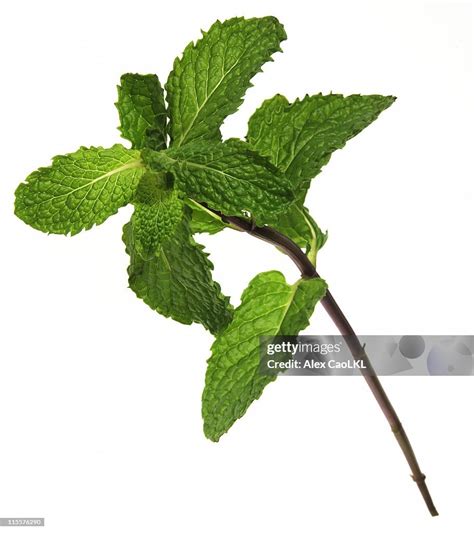 Fresh Stem Of Mint High Res Stock Photo Getty Images