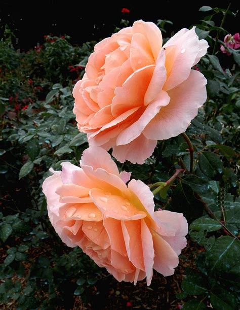 sonya roses photograph by rosalie scanlon pixels