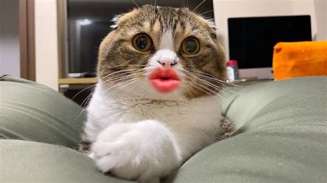 衝撃魅惑の唇を持つ猫 YouTube