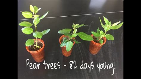 The buds of a pear tree begin developing up to a year before they mature into fruit. How To Grow Pear Trees From Seed, Day 82 - YouTube