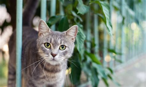 Stray Cats And Feral Cats How To Help Community Cats Bechewy