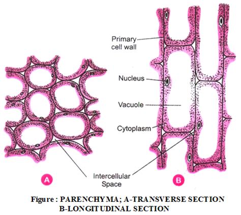 What Are The Types Of Plant Tissues And Their Functions A Plus Topper