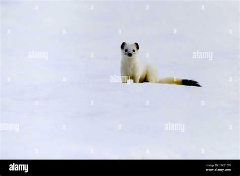 Hermelin Im Winterfell Im Schnee Mustela Erminea Stock Photo Alamy
