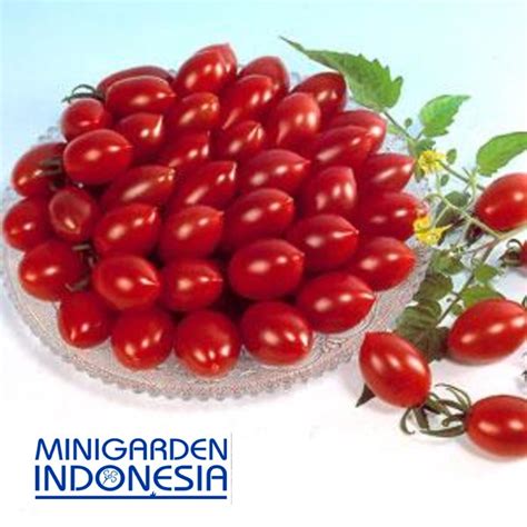 Jual Benih Tomat Cherry Merah Sugary F Bibit Tanaman Sayur Sayuran