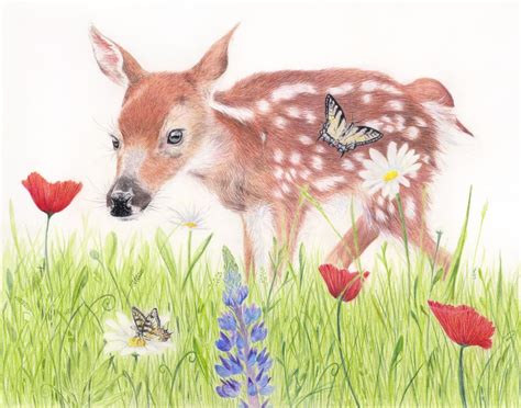 Deer Fawn Drawing Features A Newborn Fawn In Meadow Flowers