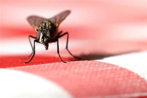 🦟how Get Rid Of Flies Step By Step Guide