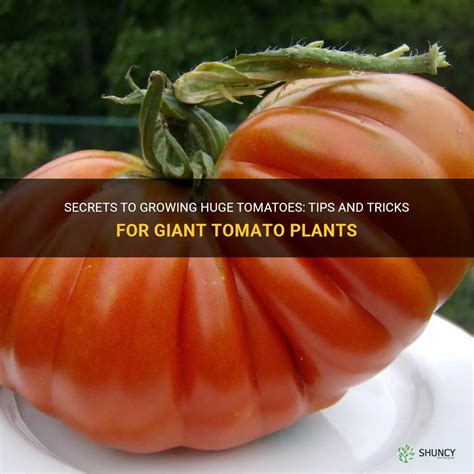 Secrets To Growing Huge Tomatoes Tips And Tricks For Giant Tomato