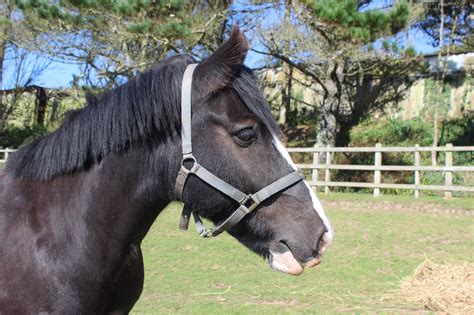 She enjoys riding his young meat. Horses at Wembury Bay Riding School
