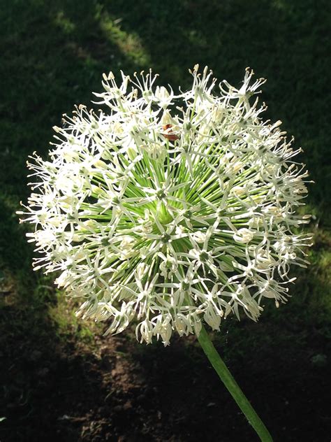 Allium stipitatum White Giant Ail d ornement géant à fleurs blanc pur