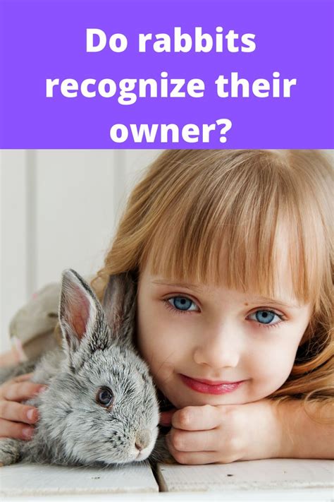 Do Rabbits Recognize Their Owner Rabbit Pets Animals
