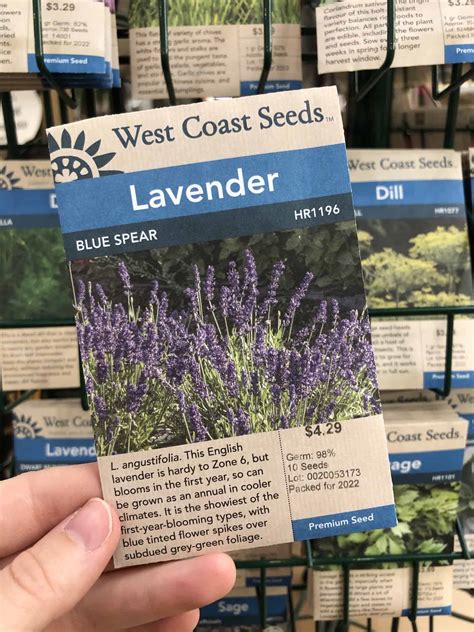 English Lavender Essentials 🌿 💜 Unlock The Secrets To Cultivating This