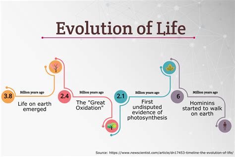 Timeline Of The Evolution Of Life Infographic Simple Infographic