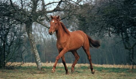 11 Stunning French Horse Breeds Helpful Horse Hints