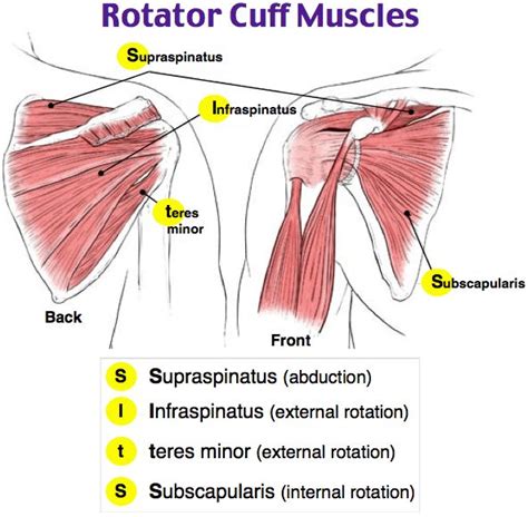 Rotator Cuff Muscles Rotator Cuff Shoulder Anatomy Muscle