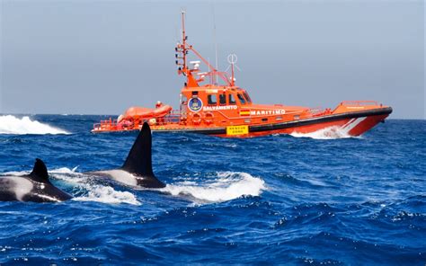 Sailing Stopped As Killer Whales Attack Yachts Off Spanish Coast
