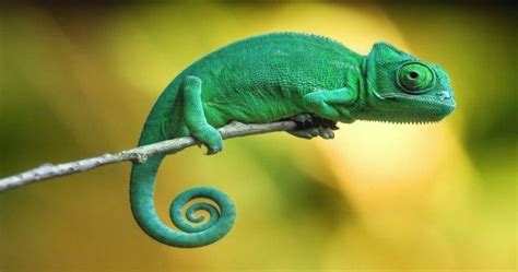 Chameleons 10 Facts You Probably Need To Learn In 2020 Pet Birds