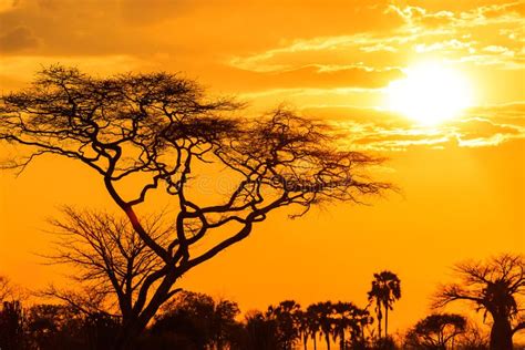 Orange Glow Of An African Sunset Stock Photo Image Of Dawn Beautiful