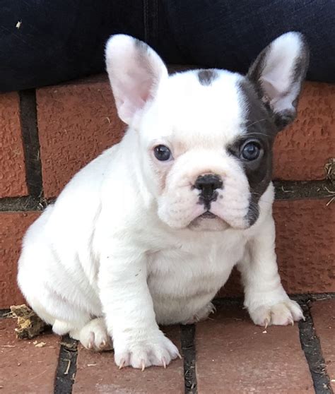 English bulldog puppies and french bulldog puppies for sale in phoenix and tucson. SOLD Izzy - female AKC French Bulldog puppy for sale in ...