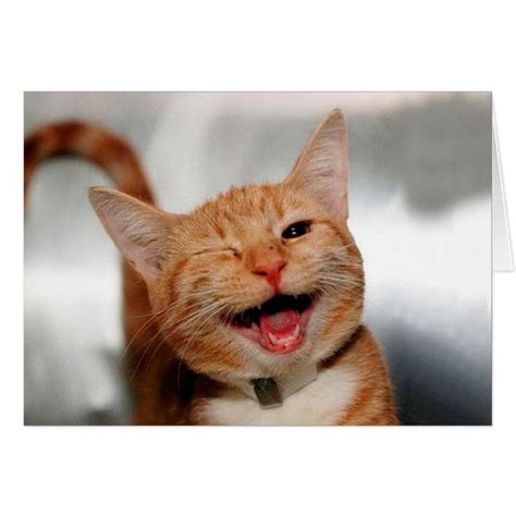 Cat Winking Orange Cat Funny Cats Cat Smile In 2021
