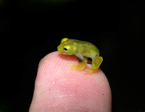As with the chroma trait. Same glass frog on my finger - a photo on Flickriver