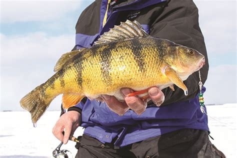 Indiana Lake Michigan Perch Fishing Reports Unique Fish Photo
