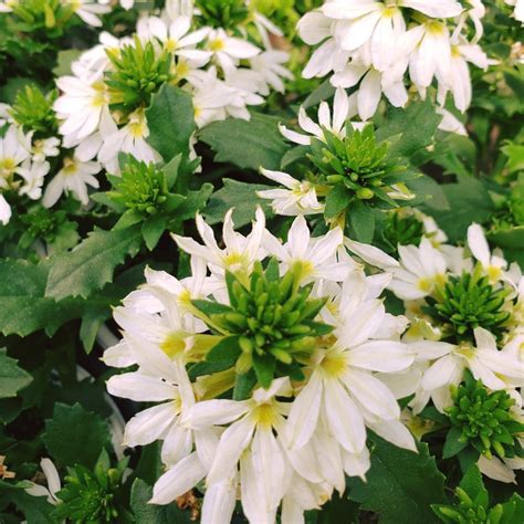 White Bombay Scaevola Plant Growjoy Inc