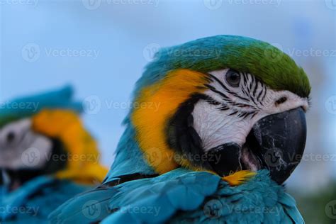 Beautiful Blue Crown Conure Parrot 723160 Stock Photo At Vecteezy