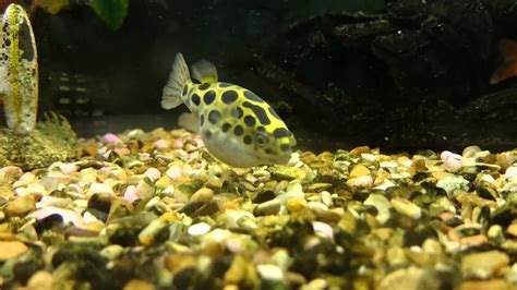 Green Spotted Pufferfish Freshwater Community Tank Hd Youtube