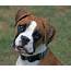 Boxer Dogs For Sale  Pet Adoption And Sales