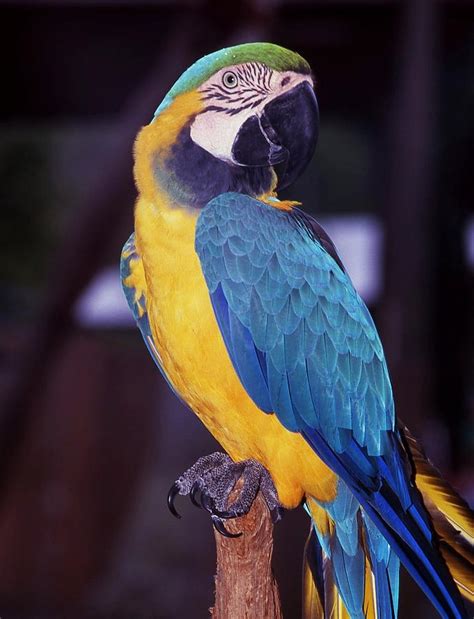 Blue and gold macaws can be found in south america, central america, and the southern tip of florida.as well as in many zoos, pet stores, and the blue and gold macaw pictured here lives at ardastra zoo and gardens in nassau. Blue And Gold Macaw Photograph by Anthony Shydohub