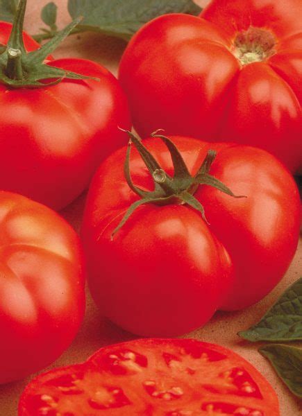 Tomato ‘beefmaster F1 Wilsons Garden Center