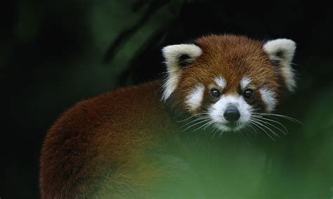 7 Things You Should Know About Red Pandas Wwf Panda Panda 
