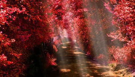 Landscape Nature Sun Rays Path Fall Red Leaves Shrubs Trees