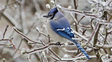 See more ideas about blue jay, beautiful birds, blue jay bird. Beautiful Blue Jay in Winter - Mystery Wallpaper