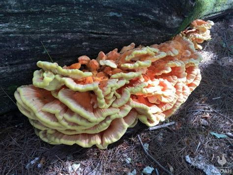 How To Can Chicken Of The Woods Mushrooms New Life On A Homestead