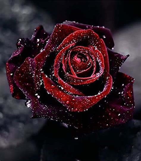 Black And Red Rose Flower