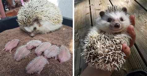 Are there any good shampoos for hedgehogs? 15 Adorables fotos de erizos para celebrar el día del ...