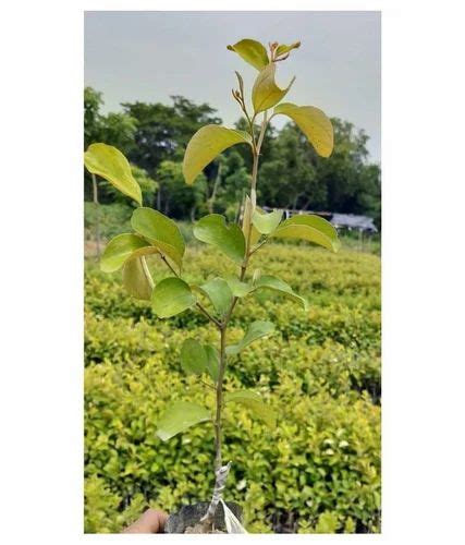 Full Sun Exposure Green Kashmiri Apple Ber Plant For Garden At Rs 20piece In North 24 Parganas