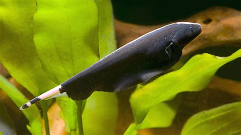 Hayalet Balığı Apteronotus albifrons