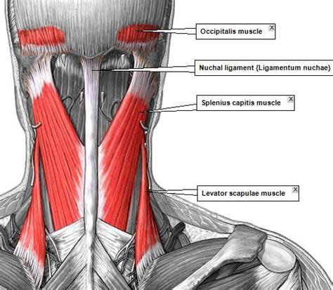 Superficial Muscle Of Neck Human Anatomy