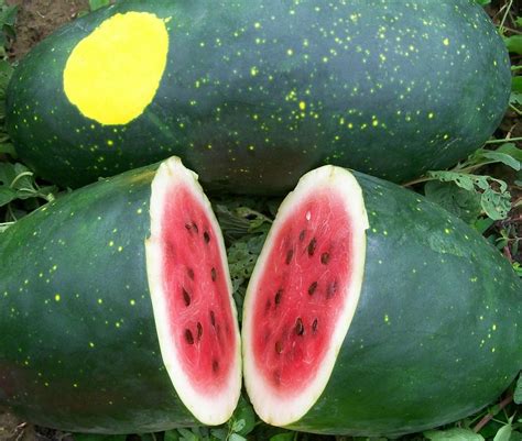 18 Different Types Of Melon Must Have Varieties Dre Campbell Farm