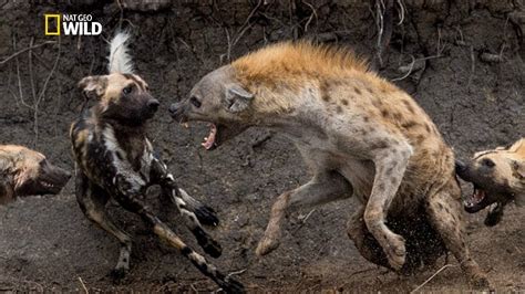 National Geographic Predators Of African Wild Dogs Bbc