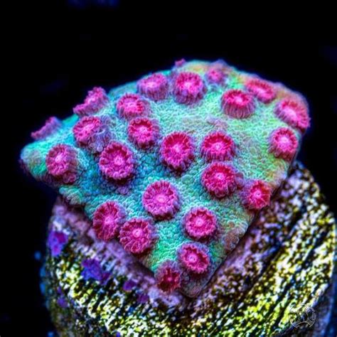 World Wide Corals Is Home To An Unbeatable Selection Of Live Large